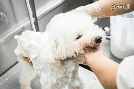 夏克貝迪寵物沙龍