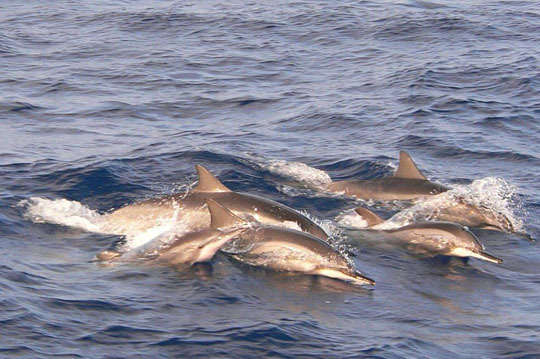 宜蘭-噶瑪蘭號(賞鯨)