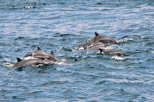 宜蘭-新福豐36號賞鯨旅遊