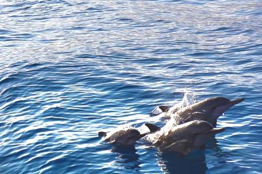 花蓮維納司賞鯨