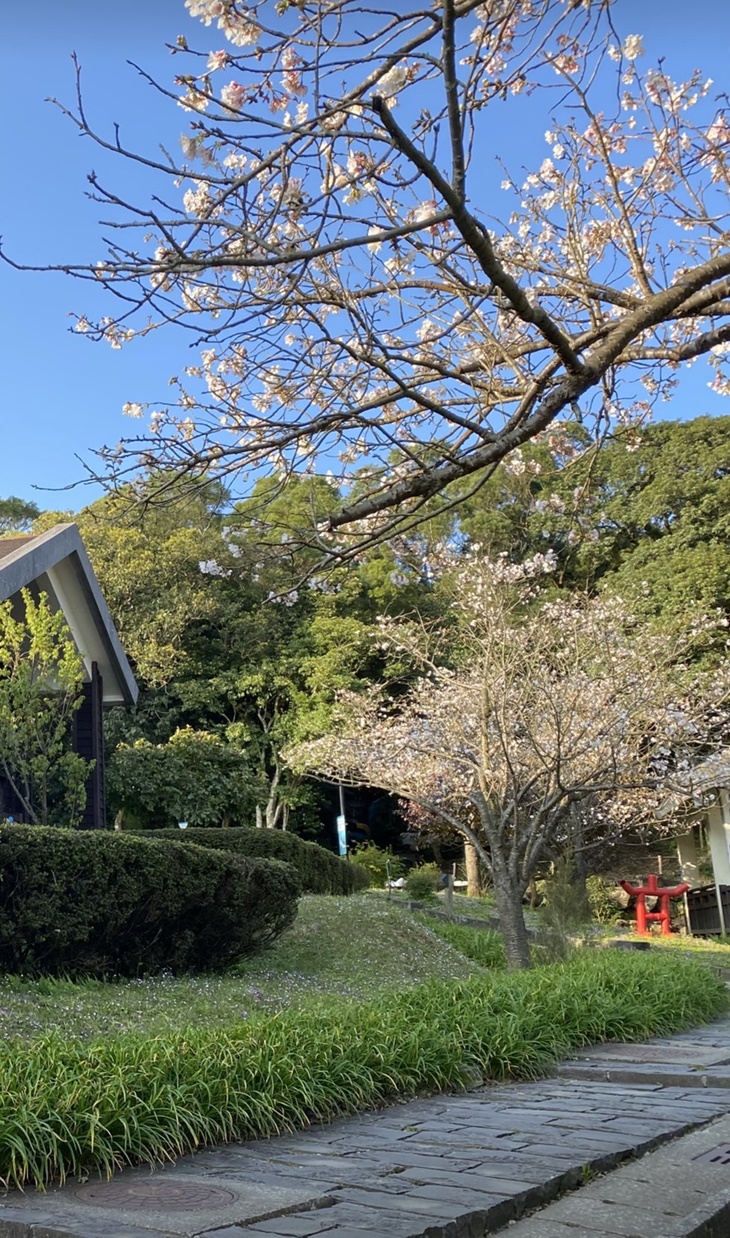 園區吉野櫻花 