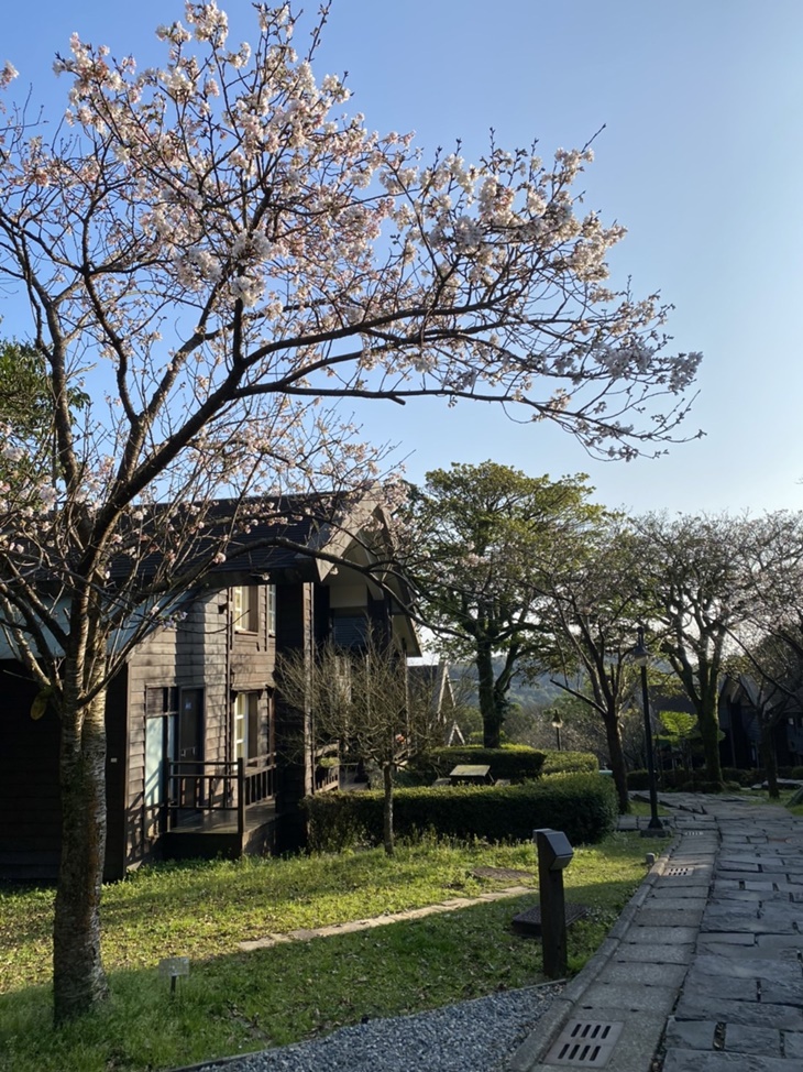 園區吉野櫻花 