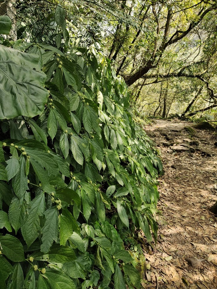 菁山熱門景點輕旅行(絹絲瀑布)