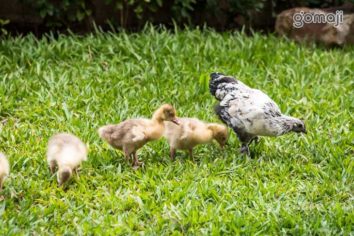 九瀧唐景觀宴會餐廳