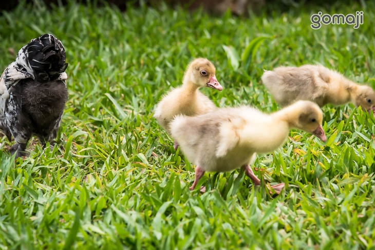 九瀧唐景觀宴會餐廳