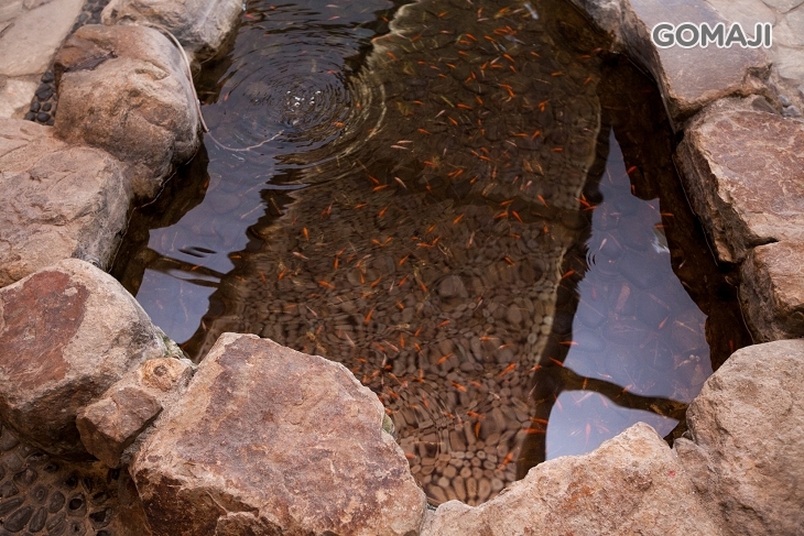 免費自然風溫泉魚泡腳池使用