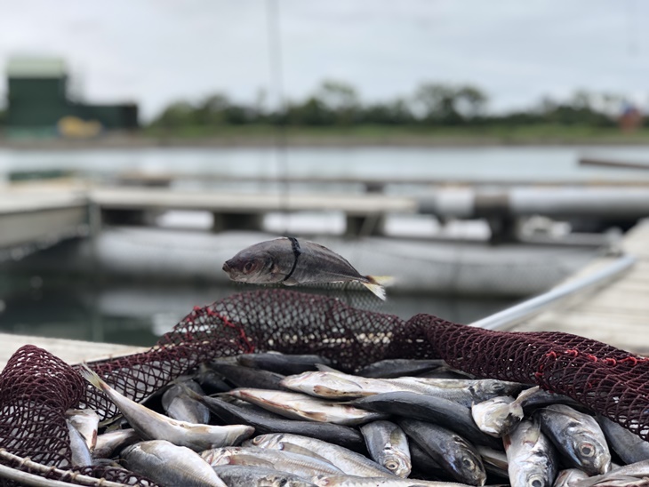 雙人龍虎石斑套餐 + 搏魚體驗