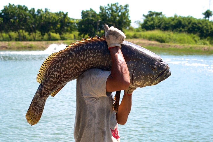 雙人龍虎石斑套餐 + 搏魚體驗