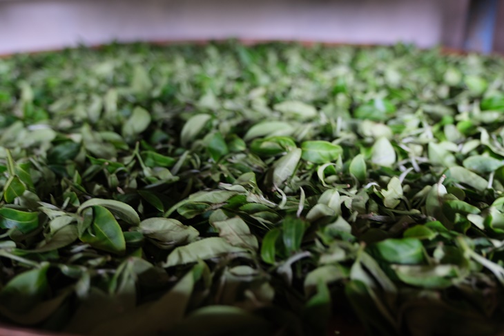 台北美加茶園
