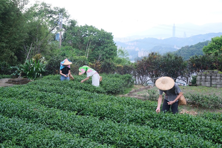台北美加茶園