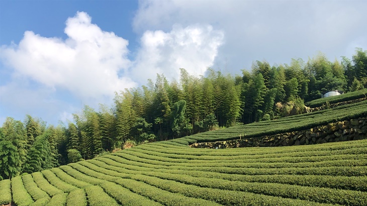 嘉義龍雲農場