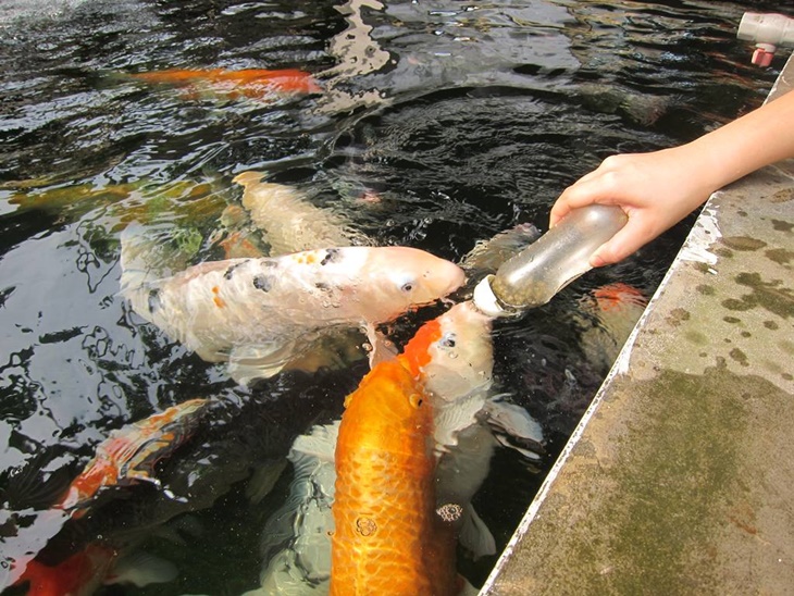 餵魚喝ㄋㄟㄋㄟ