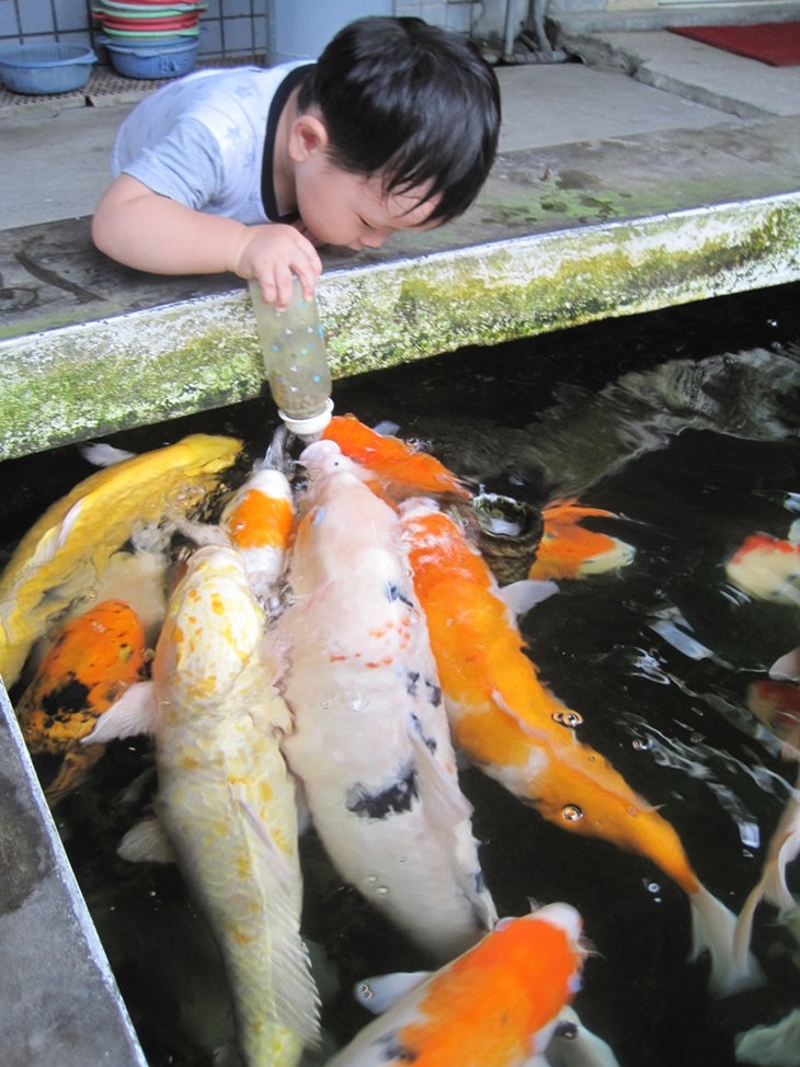 餵魚喝ㄋㄟㄋㄟ
