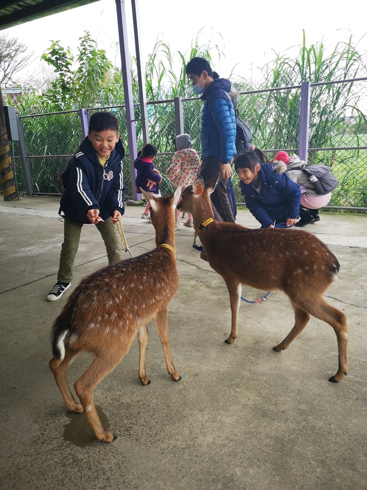 桃園山腳鹿場水鹿之家