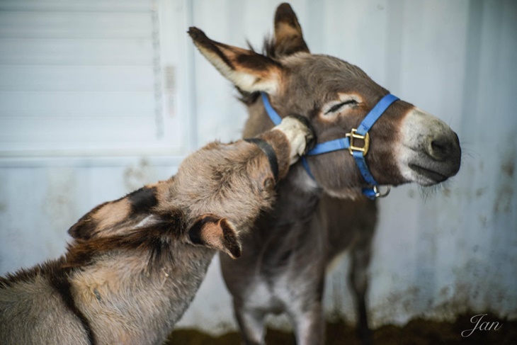 動物小學堂活動(含一把牧草或草粒)
