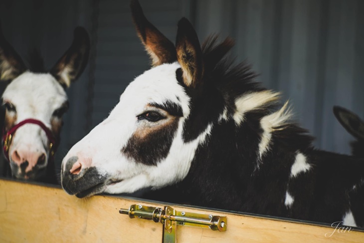 動物小學堂活動(含一把牧草或草粒)