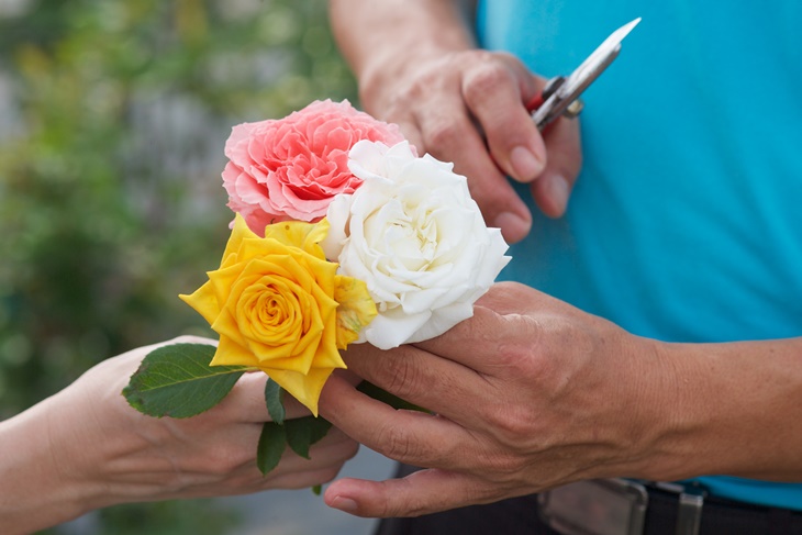 曙光玫瑰有機農場