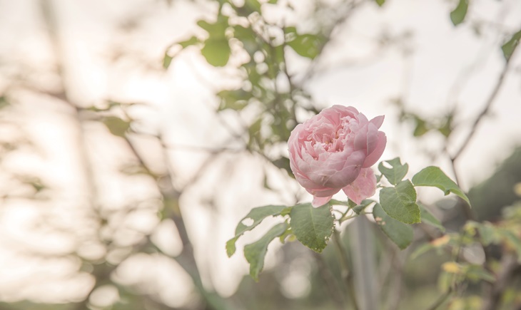 曙光玫瑰有機農場
