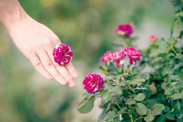 曙光玫瑰有機農場