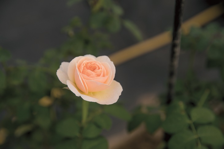 曙光玫瑰有機農場