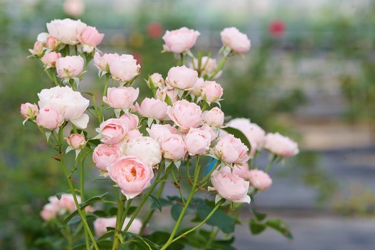 曙光玫瑰有機農場