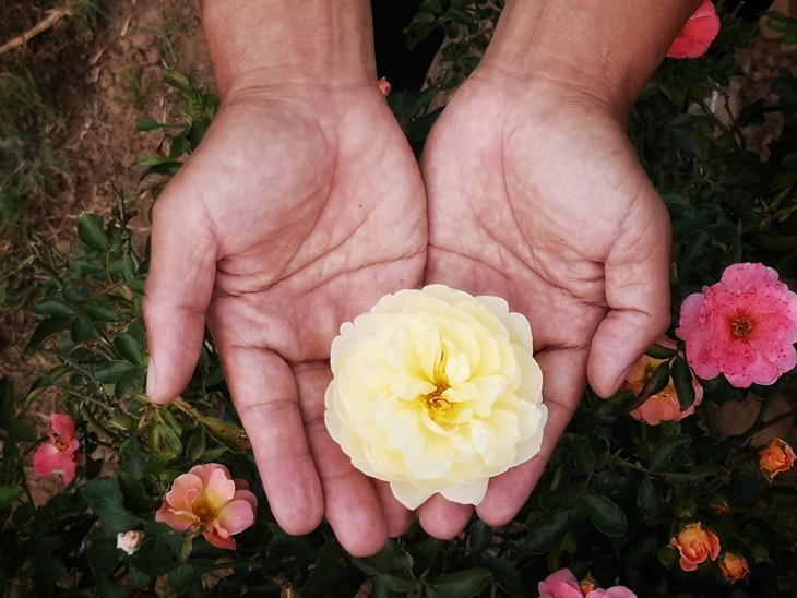 曙光玫瑰有機農場