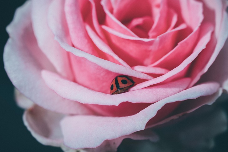 曙光玫瑰有機農場