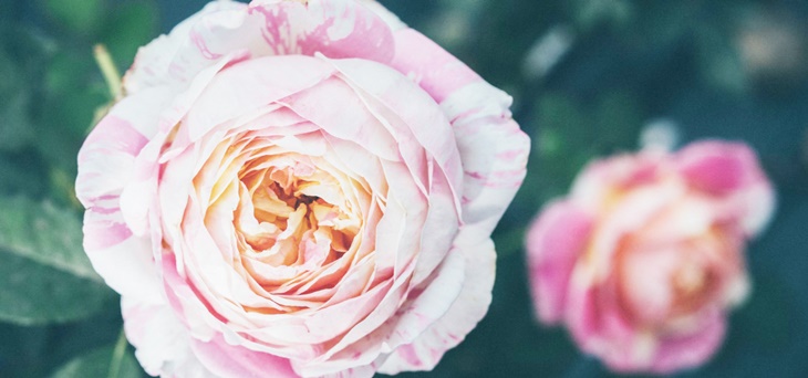 曙光玫瑰有機農場