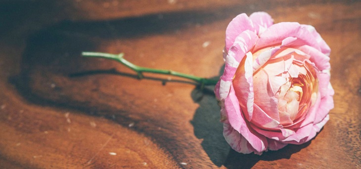 曙光玫瑰有機農場