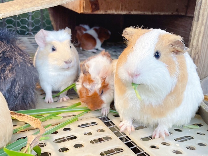 飼料(可餵食山羊、孔雀、小豬)