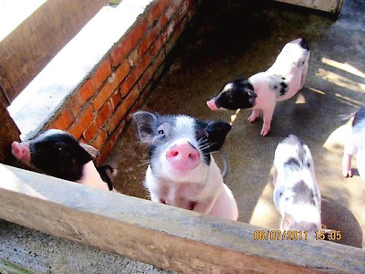 飼料(可餵食山羊、孔雀、小豬)