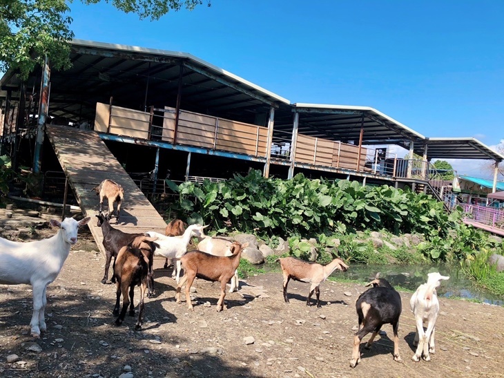 飼料(可餵食山羊、孔雀、小豬)