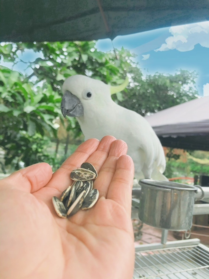 飼料(可餵食山羊、孔雀、小豬)