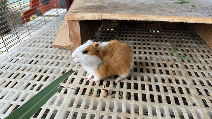 高雄-農春鎮生態教育農場