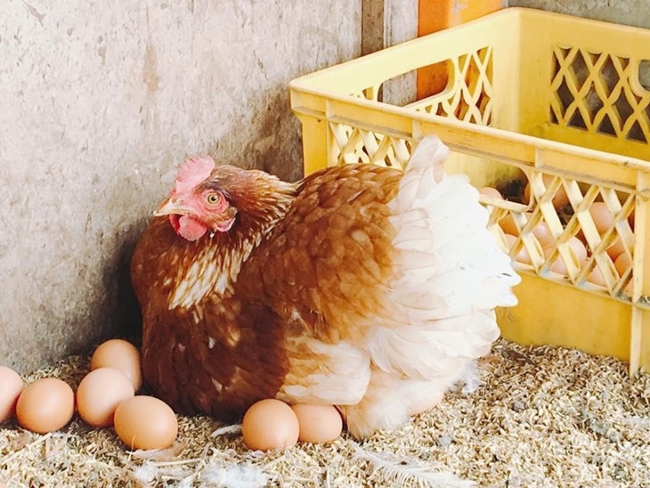 高雄-農春鎮生態教育農場