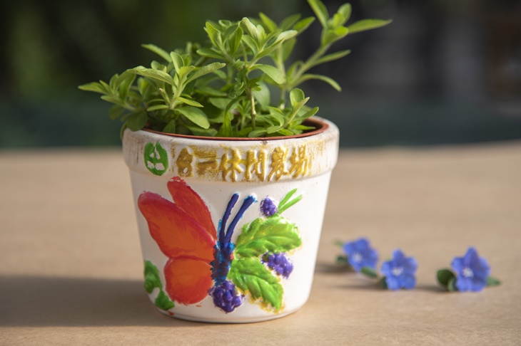 小品香草盆栽
