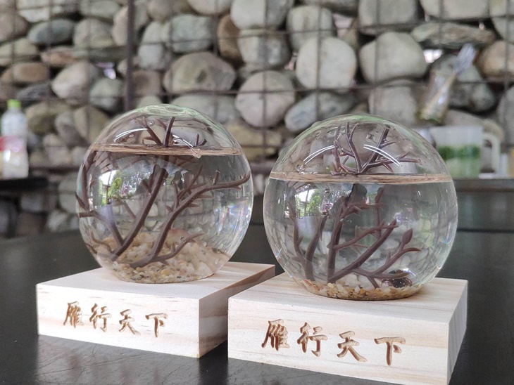 蝦兵蟹將大作戰