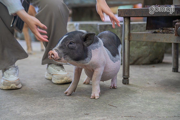 餵食動物