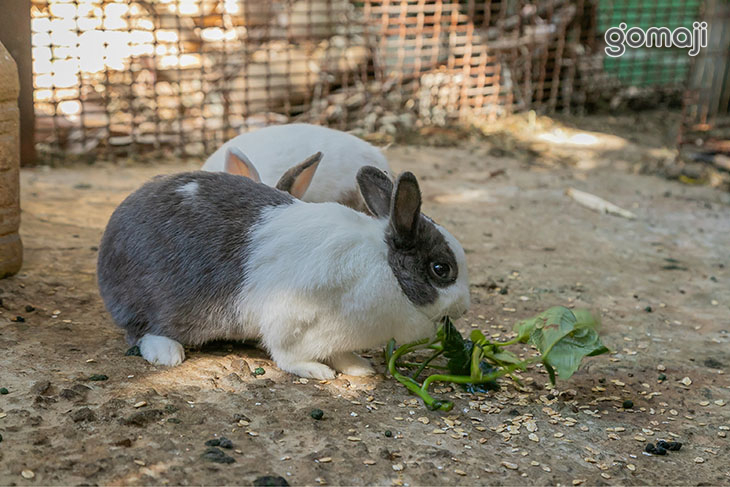 餵食動物
