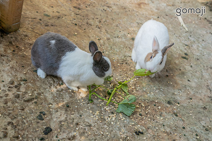 餵食動物