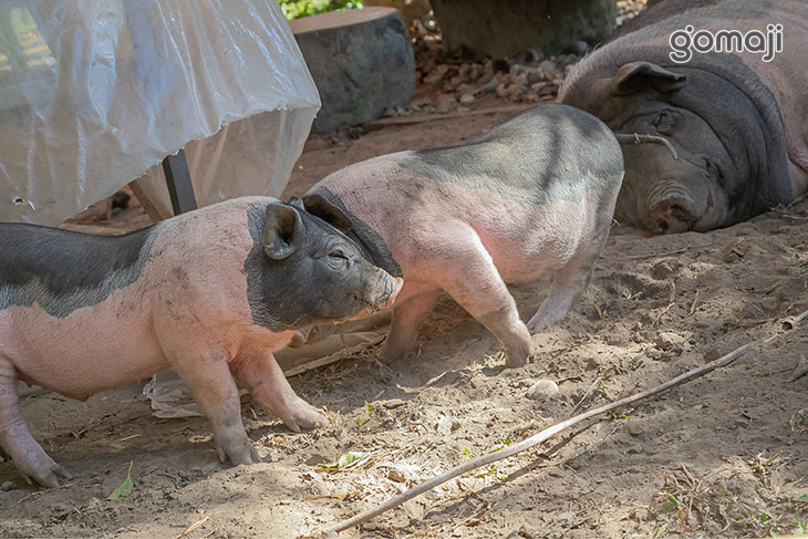 餵食動物