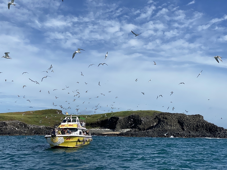 水上活動暢玩 龍蝦島抓龍蝦體驗一日遊