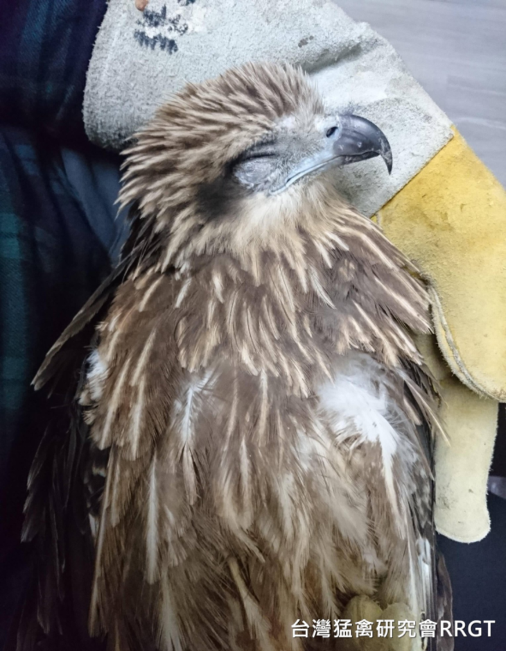 猛禽救傷