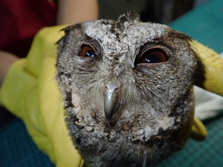  【猛禽的生存難題】