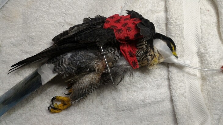 社團法人台灣猛禽研究會