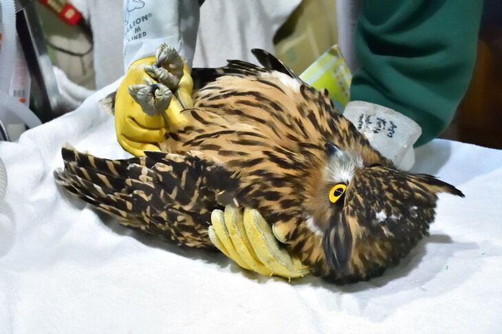 社團法人台灣猛禽研究會