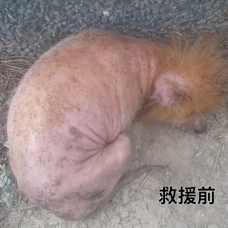 浪愛前行-新北狗園毛孩飼料捐助