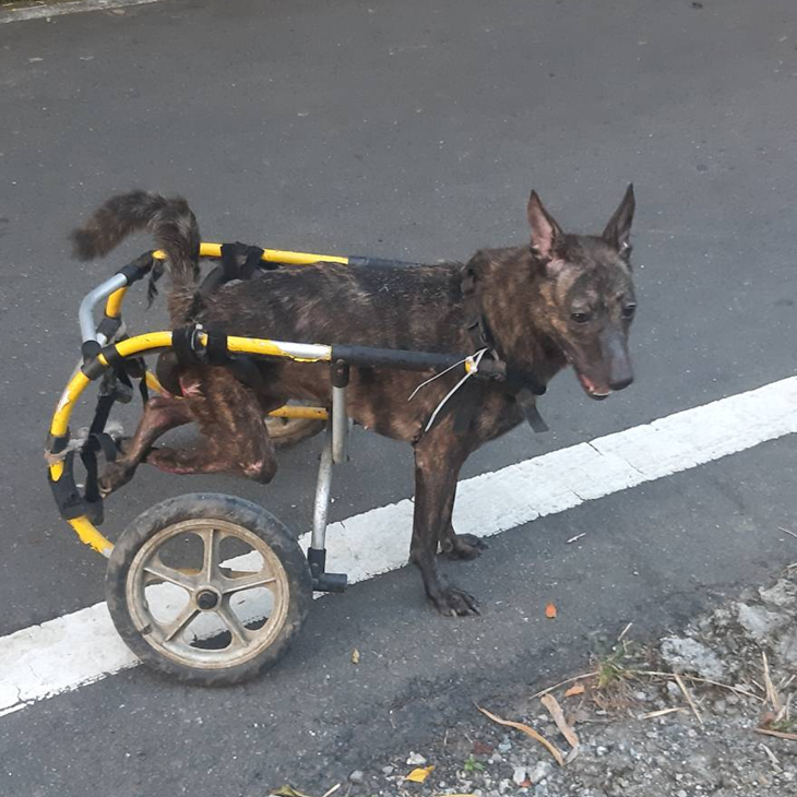 浪愛前行-新北狗園毛孩飼料捐助