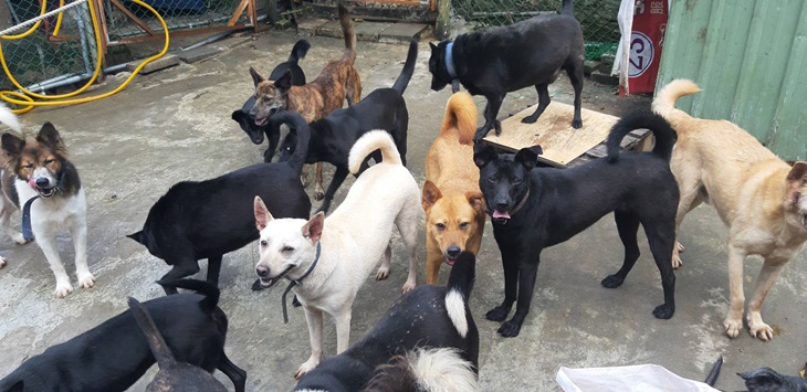 浪愛前行-新北狗園毛孩飼料捐助