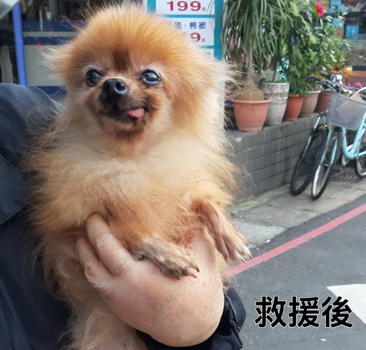 浪愛前行-新北狗園毛孩飼料捐助